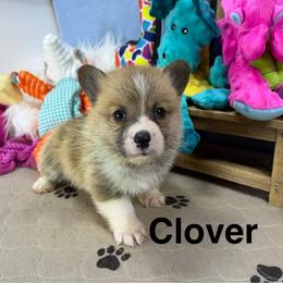 Clover - Sable male Pembroke Welsh Corgi puppy in Apison, Tennessee from Ashmore Corgis