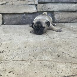 Girl3 - Fawn female Pug puppy in Brooksville, Florida from Windsorsprings