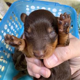 Chocolate - Chocolate and tan male Dachshund puppy in Fayetteville, Pennsylvania from PA's Darling Doxies