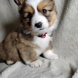 Fluffy Pink collar - White and fawn female Pembroke Welsh Corgi puppy in Yelm, Washington from Tolbolton Creek Corgis