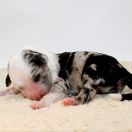 S'more - Blue merle male Miniature Australian Shepherd puppy in Foxworth, Mississippi from Ten Mile Aussies