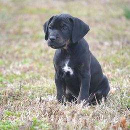 Boy 1 - Catahoula Leopard Dog puppy in Cordova, Tennessee from Dawson Hollow Catahoulas