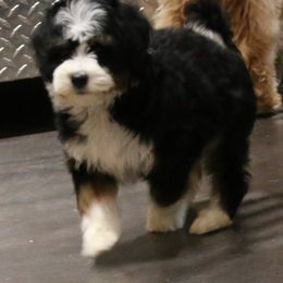 Bernedoodle and Goldendoodle Puppies from High Mesa Doodles
