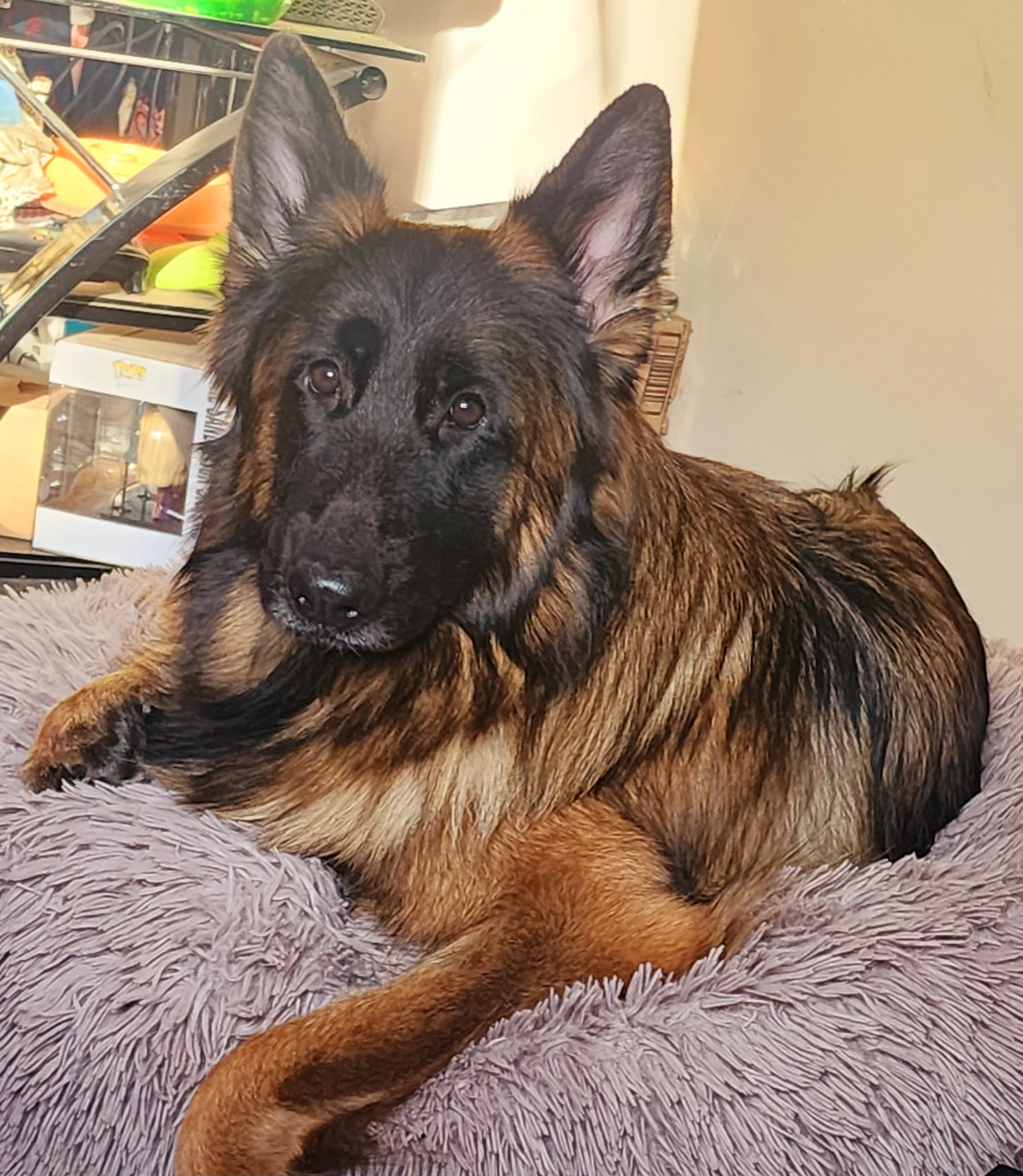 German Shepherds from Anam Cara