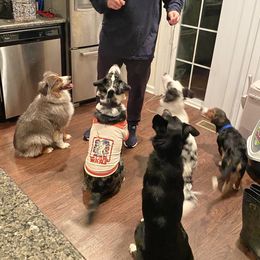 Border Collies from Kano Border Collies