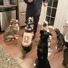 Border Collies from Kano Border Collies