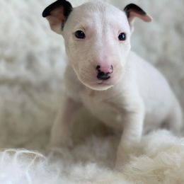Bull Terrier Puppies from Elite Bull terriers