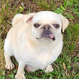 Luna - Pug