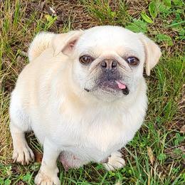 Luna - Pug