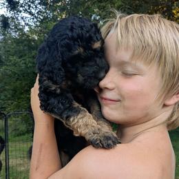 Ember - Black phantom female Aussiedoodle puppy in Yacolt, Washington from Aussiedoodles by Maggie