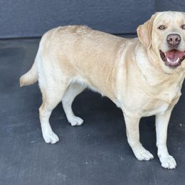COOKIE - Labrador Retriever
