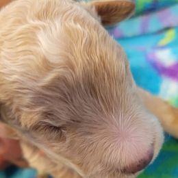 Bluey - Parti male Goldendoodle puppy in Milwaukwe, Wisconsin from Wisconsin Doodles