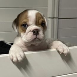 Boy 4 - Bulldog puppy in Demorest, Georgia from The Georgia Bully Bunch