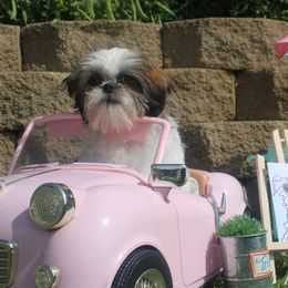 Shih Tzu Puppies from Chibisue Shih Tzus