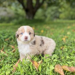 Charlotte - Red merle female Miniature Australian Shepherd puppy in Stuart, Virginia from Apple Tree Mini Aussies
