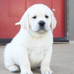 MR. MINT BonBon-Blue TBD - Yellow male Labrador Retriever puppy in Pasco, Washington from ROCK CREEK LABRADORS
