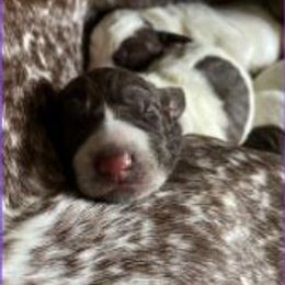 German Shorthaired Pointer Puppies from New England Premier GSPs
