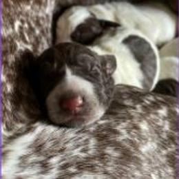 German Shorthaired Pointer Puppies from New England Premier GSPs