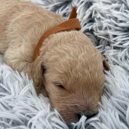 Biscuit - Cream male Goldendoodle puppy in Ambrose, Georgia from Brandilyn's Aussies