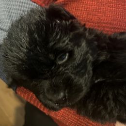 Newfoundland Puppies from Burning Embers Newfoundlands