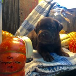 Dilute Retriever and Labrador Retriever Puppies from CKB Labradors