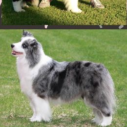 Border Collies and Chinese Cresteds from Coylety Kennel