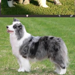 Border Collies and Chinese Cresteds from Coylety Kennel
