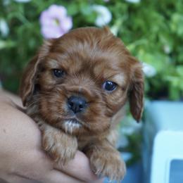 Bubbles - Ruby female Cavalier King Charles Spaniel puppy in Lula, Georgia from Cavaliers by Crumley