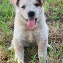Chase - Red mottled male Australian Cattle Dog puppy in Danville, Arkansas from 4 Hills Cattle Dogs