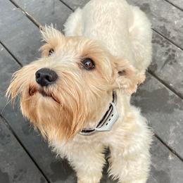 Montana Rose - Miniature Schnauzer