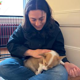 Badger - Fawn male Pembroke Welsh Corgi puppy in Northampton, Massachusetts from Lola’s Corgis