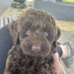 Australian Labradoodle Puppies from Sun Canyon Australian Labradoodles