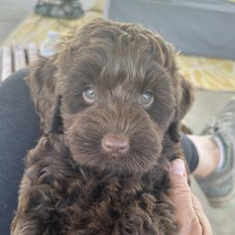 Australian Labradoodle Puppies from Sun Canyon Australian Labradoodles