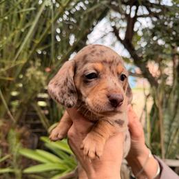 Rooney the dapple - Dapple male Dachshund puppy in El Cajon, California from Lisa Buxton