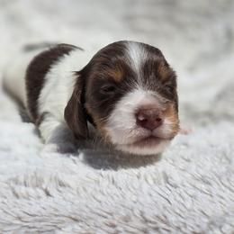 Fluffy - Piebald male Dachshund puppy in Lady Lake, Florida from K Rae's Dachshunds