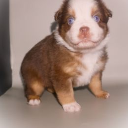 Miniature Australian Shepherd Puppies from Southern with Grace Mini Aussies