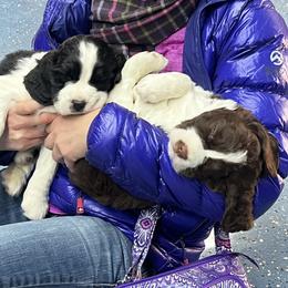 English Springer Spaniel Puppies from Timberwood English Springer Spaniels