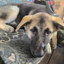 Hot Pink Girl - Black and cream female Shiloh Shepherd puppy in Dover, Florida from Heritage Shilohs