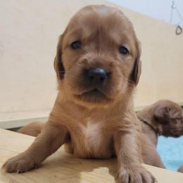 Boy 7 - Dark golden male Golden Retriever puppy in Champaign, Illinois from Paisley's Golden Pups