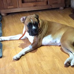 Ari - Boxer