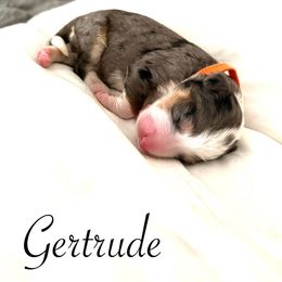 Gertrude - Blue merle female Bernedoodle puppy in Tulsa, Oklahoma from Magnolia Blossom Bernadoodles