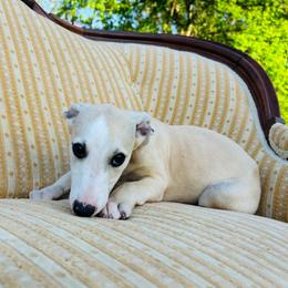 Fernando - White and fawn male Whippet puppy in Kingston, Tennessee from Smithfield Park