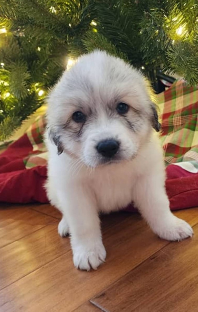 Great Pyrenees Puppies from Gulf Coast Pyrenees