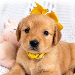 Yellow Mango - Dark golden female Golden Retriever puppy in Apple Valley, California from Frankly Golden