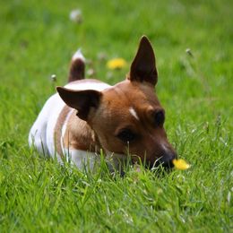 Russell Terriers from Provenance Farm