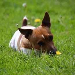 Russell Terriers from Provenance Farm
