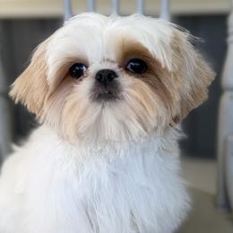 Shih Tzus from HonorRae Shih Tzu