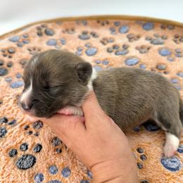River - Brindle and white male American Corgi puppy in Waskom, Texas from Piney Woods Corgis