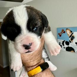 Ren - Brindle and white female Cardigan Welsh Corgi puppy in San Antonio, Texas from White Paws Cardigan Corgis