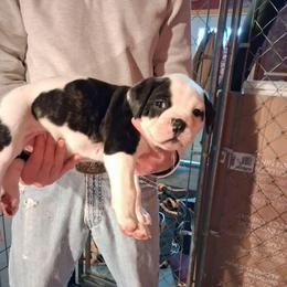 Boy 2 - White and brindle male American Bulldog puppy in La Porte, Indiana from Slayton's American Bulldogs